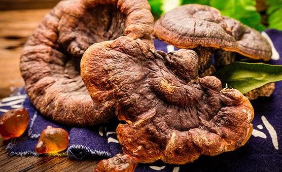 靈芝粉與靈芝孢子粉有哪些區別?哪些人不宜吃靈芝粉?