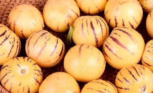 人參果一天可以吃幾個(gè)?吃人參果有什么好處