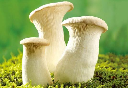 杏鮑菇長(zhǎng)毛了可以吃嗎?吃杏鮑菇有哪些好處?