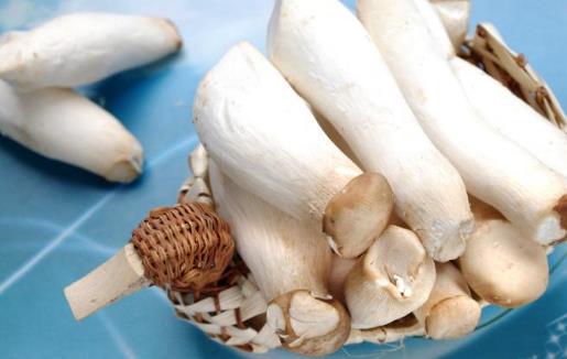 杏鮑菇長(zhǎng)毛了可以吃嗎?吃杏鮑菇有哪些好處?