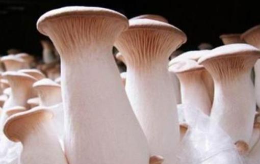 杏鮑菇長(zhǎng)毛了可以吃嗎?吃杏鮑菇有哪些好處?