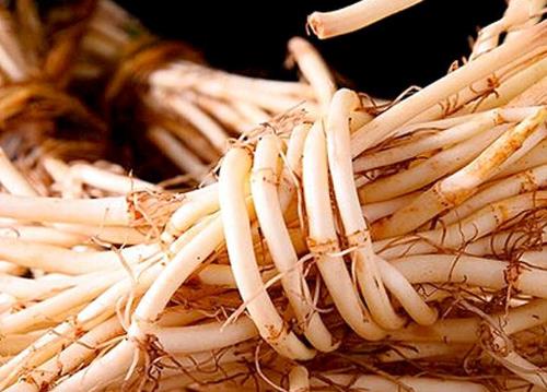魚腥草是發(fā)物嗎?魚腥草有哪些藥用價(jià)值?