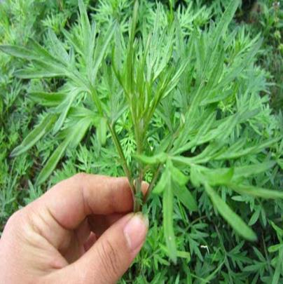 吃野艾蒿有什么好處?野艾蒿與家艾的區別