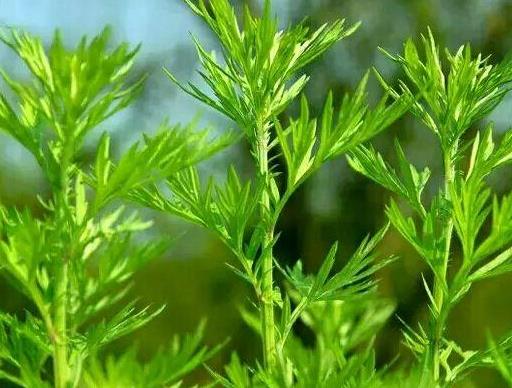吃野艾蒿有什么好處?野艾蒿與家艾的區別