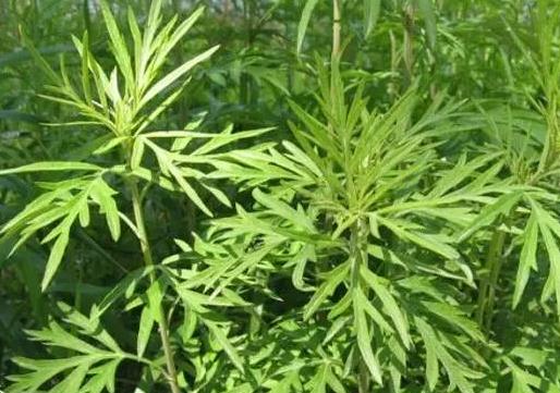 吃野艾蒿有什么好處?野艾蒿與家艾的區別