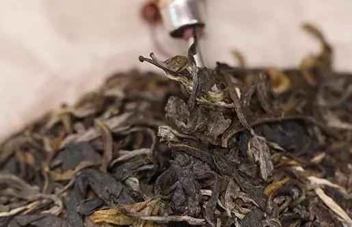 喝普洱茶頭暈是怎么回事?喝普洱茶會有哪些不良反應?