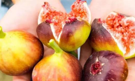 無花果可以多吃嗎?空腹可不可以吃無花果?