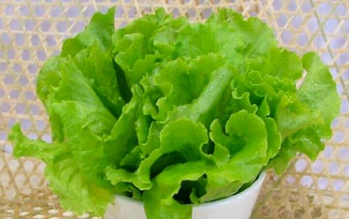 經(jīng)期可以吃生菜嗎?吃生菜有哪些好處?