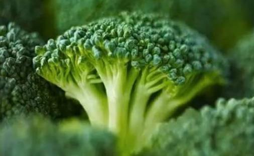 西蘭花有哪些營養價值?西蘭花和花菜有什么區別?