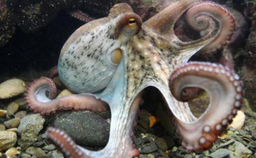 章魚就是魷魚嗎?章魚和魷魚有哪些區別?