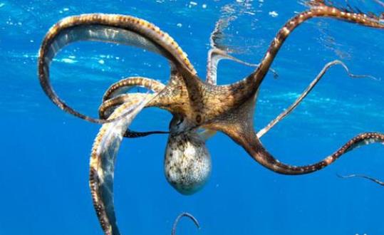 章魚就是魷魚嗎?章魚和魷魚有哪些區別?