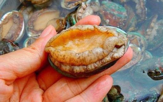 糖尿病患者可以吃鮑魚嗎?鮑魚有哪些功效?