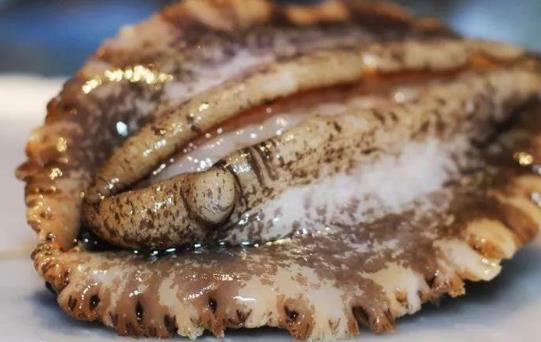 怎么選購吃鮑魚?鮑魚有哪些營養價值?
