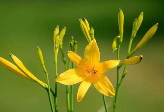 黃花菜為什么要吃干的?黃花菜中毒自己能解嗎?