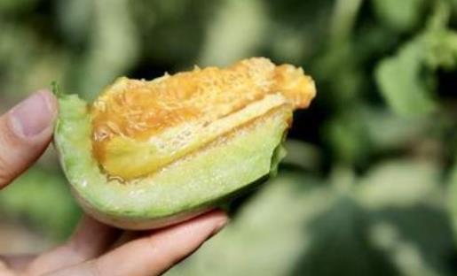 糖尿病患者可以吃羊角蜜嗎?羊角蜜可以天天吃嗎?