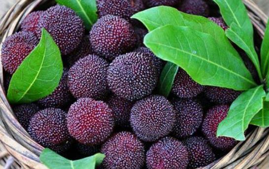 經期可以吃楊梅嗎?吃楊梅有哪些好處?