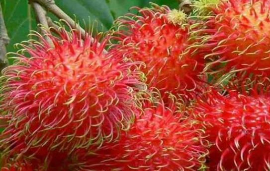 吃紅毛丹會(huì)上火嗎?經(jīng)期可以吃紅毛丹嗎?