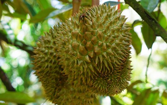 凍榴蓮直接吃還是解凍了再吃 凍榴蓮怎樣快速解凍