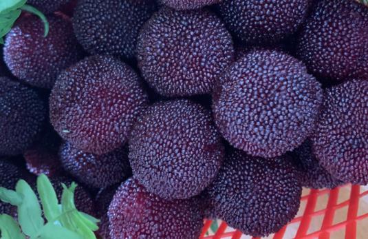 楊梅酒泡了三年還能喝嗎 楊梅酒怎么泡制比例幾度白酒好