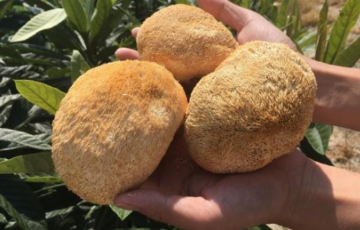 猴頭菇為什么會有苦味?干猴頭菇怎么泡發不苦?