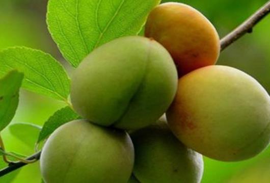 經(jīng)期可以吃青梅嗎?青梅怎么吃?