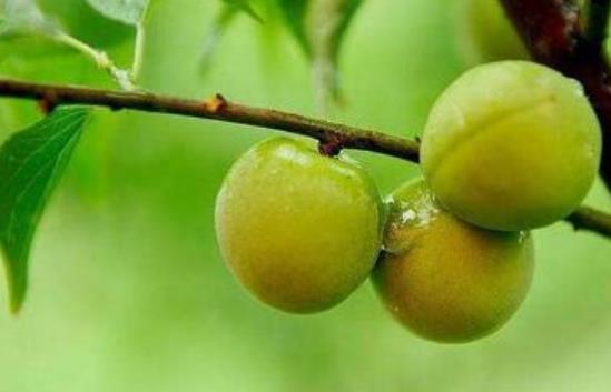 經(jīng)期可以吃青梅嗎?青梅怎么吃?