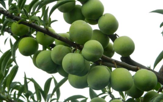 孕婦可以吃油桃嗎?吃油桃會過敏嗎?
