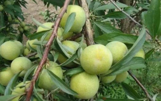 脾胃虛弱的人可以吃李子嗎?吃李子有哪些好處?