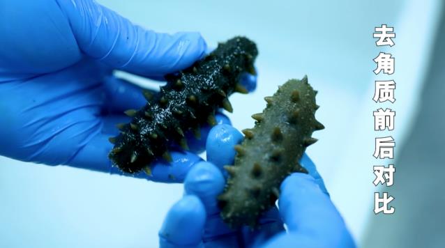 品質溯源,同仁堂健康匠心守護海參的每一道工序