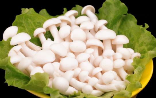 白玉菇不宜和什么一起食用?吃白玉菇有哪些好處?