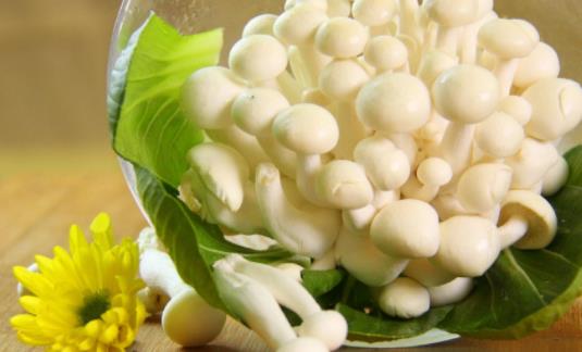 白玉菇不宜和什么一起食用?吃白玉菇有哪些好處?