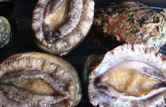 吃鮑魚(yú)為什么會(huì)上火?什么鮑魚(yú)最好?