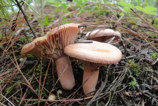 野生菌中毒一般多久出現癥狀?吃野生菌喝酒會不會中毒?