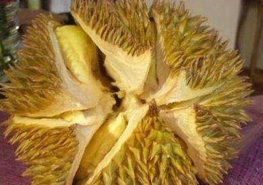 榴蓮放袋子里產生水還能吃嗎?榴蓮肉要洗一下吃嗎?