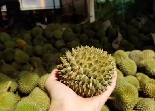 一個榴蓮能出多少肉?榴蓮只有三房肉可以退嗎?