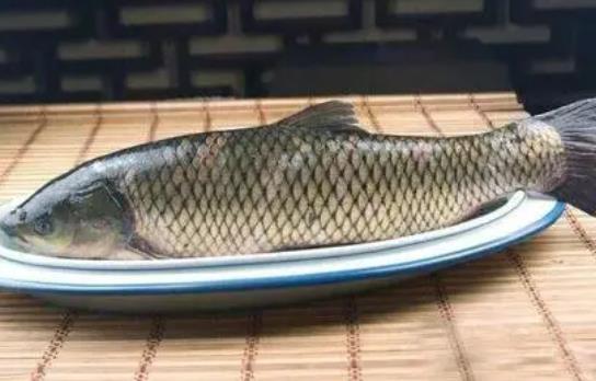 經期可以吃草魚嗎?吃草魚可以吃柿子嗎?