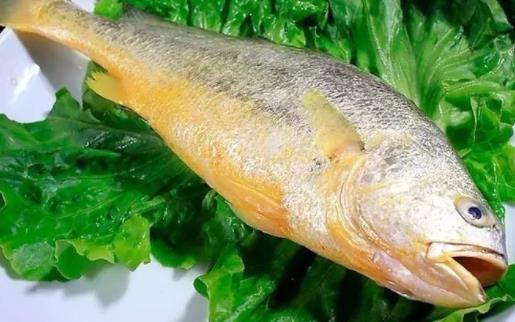 經期可以吃黃花魚嗎?黃花魚不黃正常嗎?