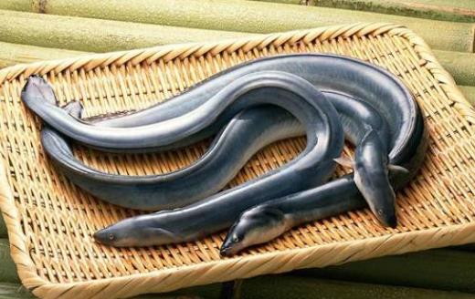 孕婦可以吃鰻魚嗎?孕婦吃鰻魚有哪些好處?