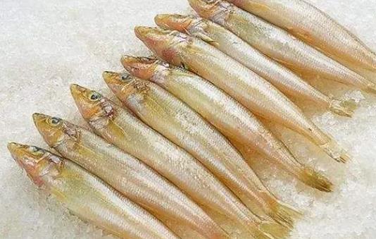 小孩可以吃沙丁魚嗎?怎么選購沙丁魚?