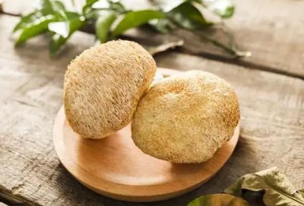 猴頭菇的功效和作用是什么?猴頭菇真的能夠養(yǎng)胃嗎?