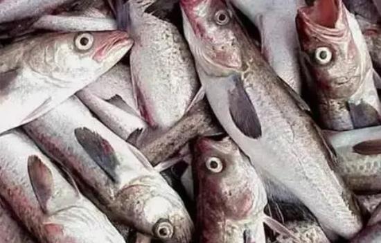 孕婦可以吃明太魚嗎?吃明太魚有哪些功效?