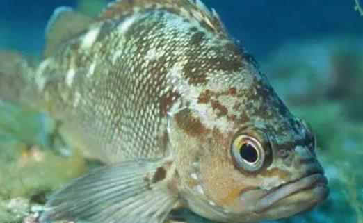 糖尿病患者可以吃石斑魚嗎?石斑魚不宜和什么一起吃?