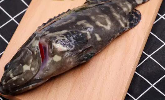 糖尿病患者可以吃石斑魚嗎?石斑魚不宜和什么一起吃?
