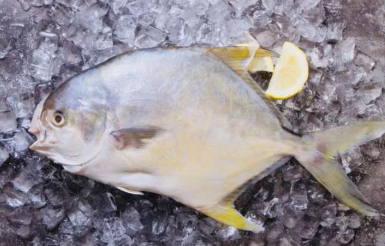 孕婦可以吃金鯧魚嗎?金鯧魚有哪些價值?