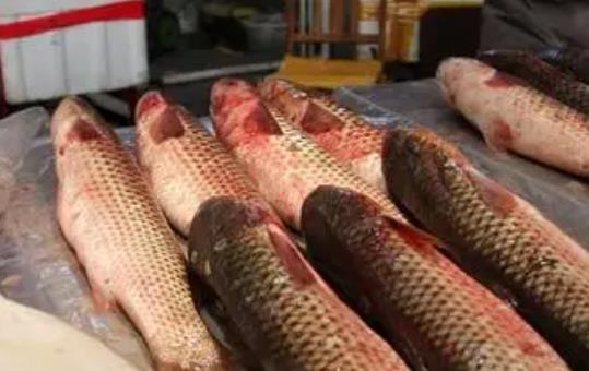 產婦可以吃梭魚嗎?梭魚的那個部位有毒?
