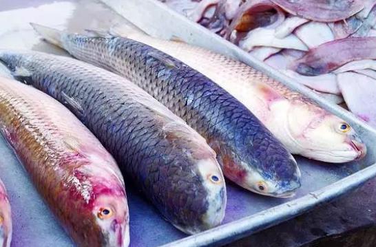 孕婦可以吃梭魚(yú)嗎?梭魚(yú)是海水魚(yú)還是淡水魚(yú)?