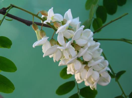 槐花怎么樣保存能吃的長(zhǎng)久?槐花蜜會(huì)不會(huì)結(jié)晶?