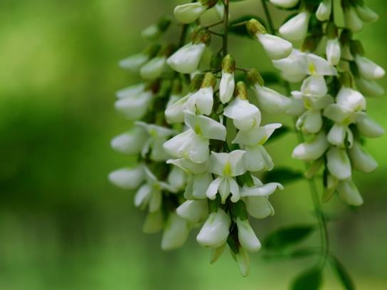 槐花怎么樣保存能吃的長(zhǎng)久?槐花蜜會(huì)不會(huì)結(jié)晶?