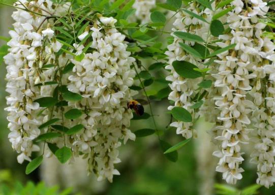 槐花怎么樣保存能吃的長(zhǎng)久?槐花蜜會(huì)不會(huì)結(jié)晶?