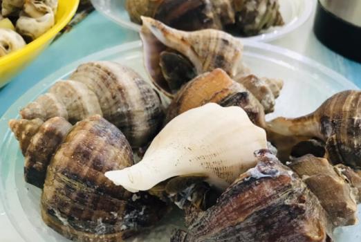 經期可以吃海螺嗎?海螺有哪些功效?